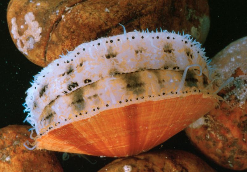 L'alga Isochrysis è ricca di grassi saturi adatti sia all'alimentazione delle larve dei molluschi sia alla produzione degli esteri del biodiesel